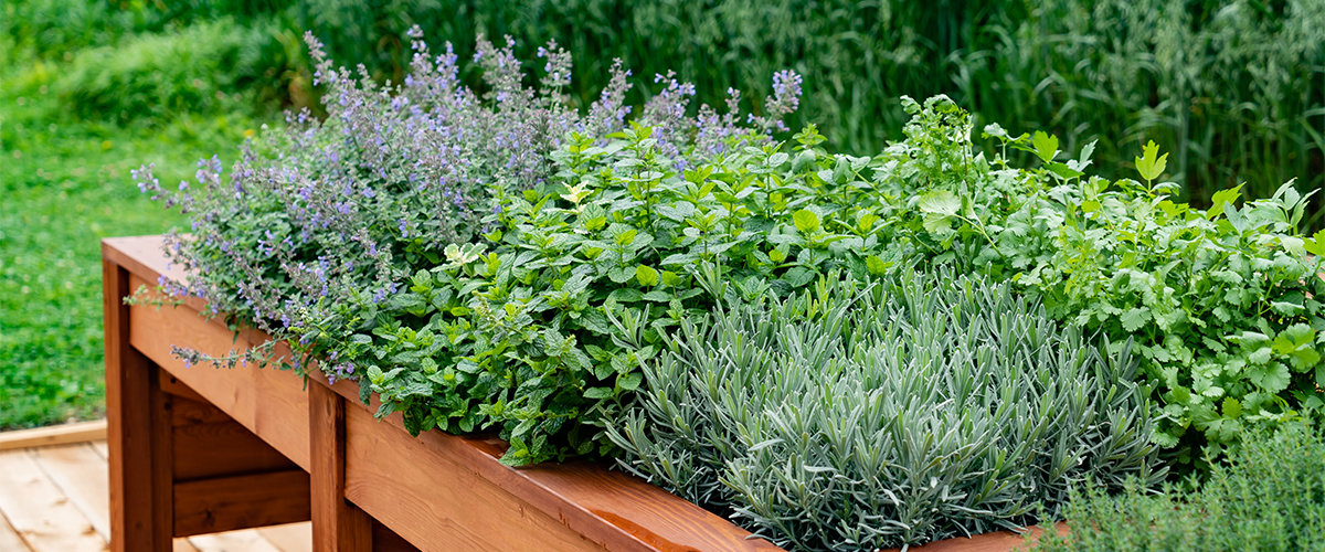 Herb garden with lavender